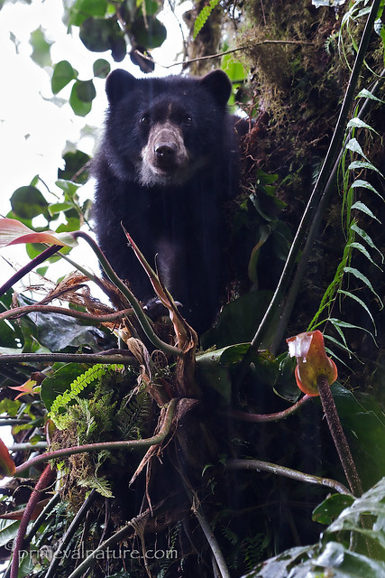 Andean or Spectacled Bear, Tremarctos ornatus