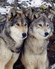 Wolves | by cowboy42675