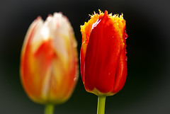 Tulips 135mm STF