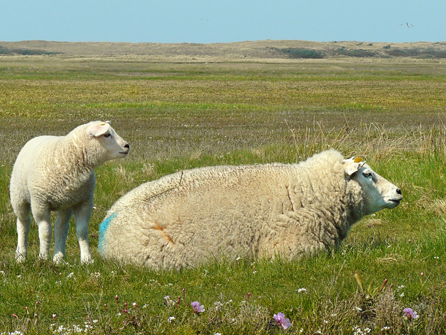 Sheep's freedom on Tessel