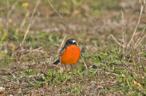Flame Robin male  16/05/09 | by ozoutback1