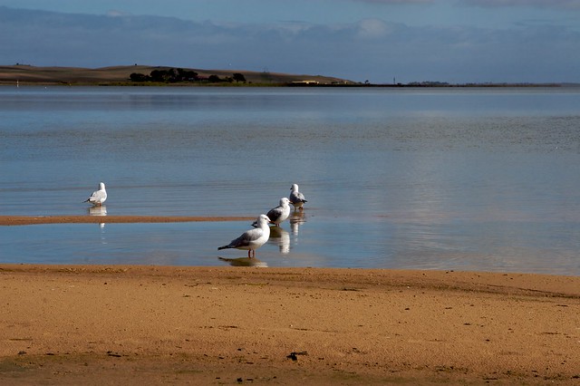 Gulls on Lake Albert
