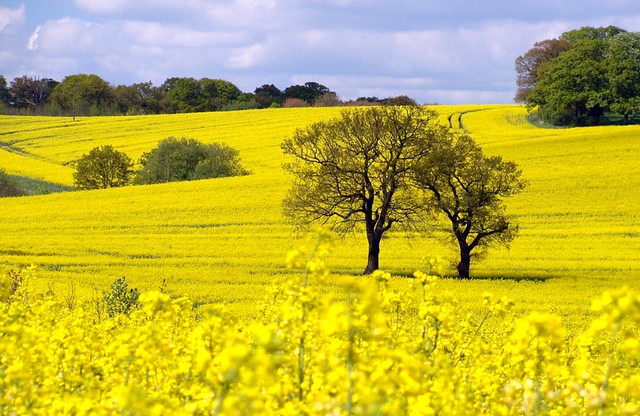 RAPESEED FOREGROUND 2