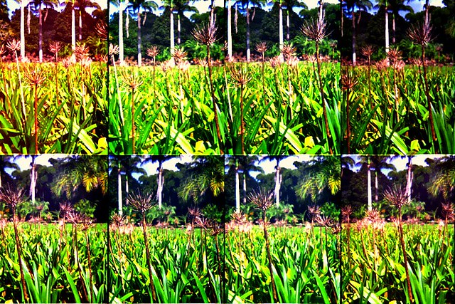Grass by Okto, Sartenejas, USB, Caracas, Venezuela.