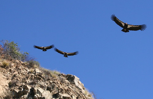 three condors | mo pie | Flickr