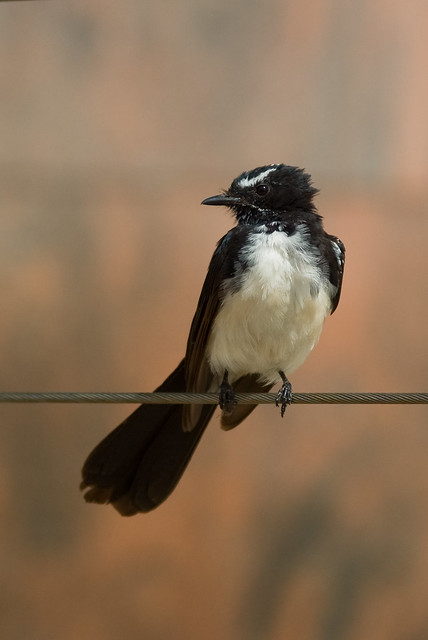 Bird on the Wire - Willy Wagtail (Rhipidura leucophrys)