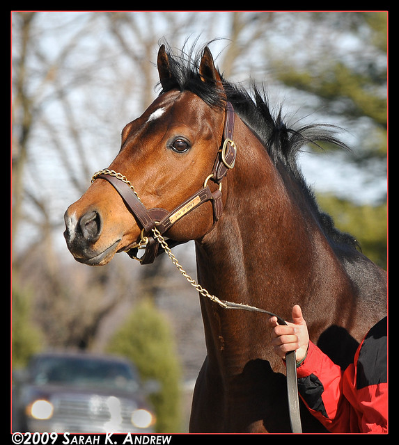 Love Of Money at Northview Stallion Station (PA)