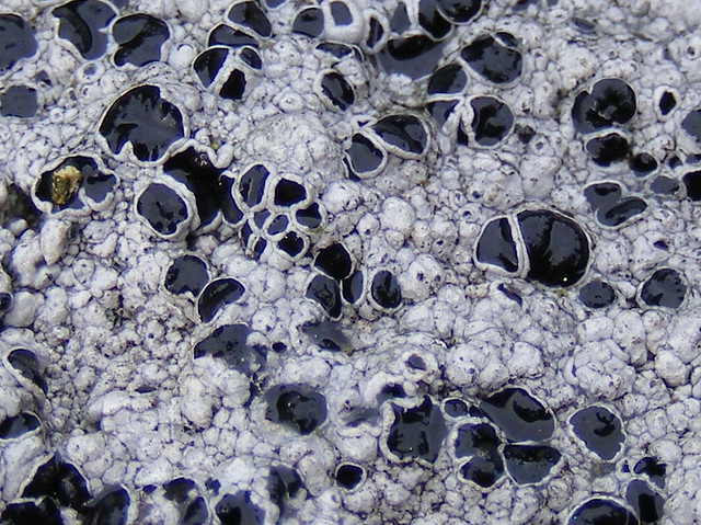 Lichen (Lecanora sp)