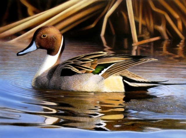 Painting of a Northern Pintail Duck Swimming at a Beaver Pond