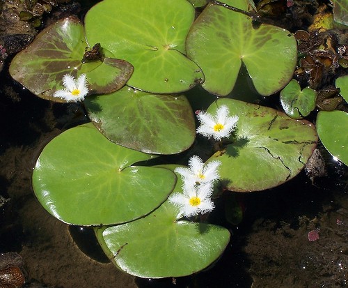 plant flower water waterlily lilypad nymphoidesindica menyanthaceae nymphoides watersnowflake
