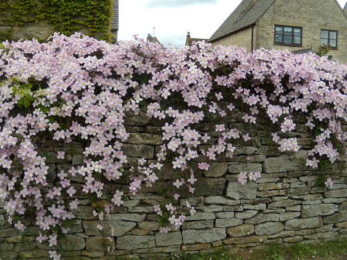 Invasion of the pink stuff Hanborough to Charlbury The village of Stonefield is being slowly strangled by this pink-flowering creeper. Clematis &quot;Montana&quot;; I am told.