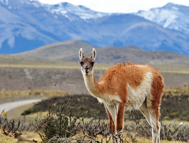 guanaco in the wild- Chilean patagonia
