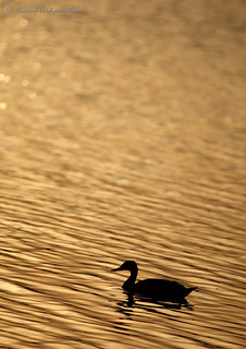 The duck that swam in Golden water..