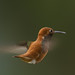 Flickr photo 'Rufous Hummingbird' by: Rick Leche.