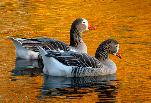 On Golden ponds..Pilgrim geese. | It is difficult to tease t\u2026 | Flickr