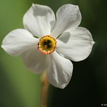 Narcissus - Jonquil - Narcyz