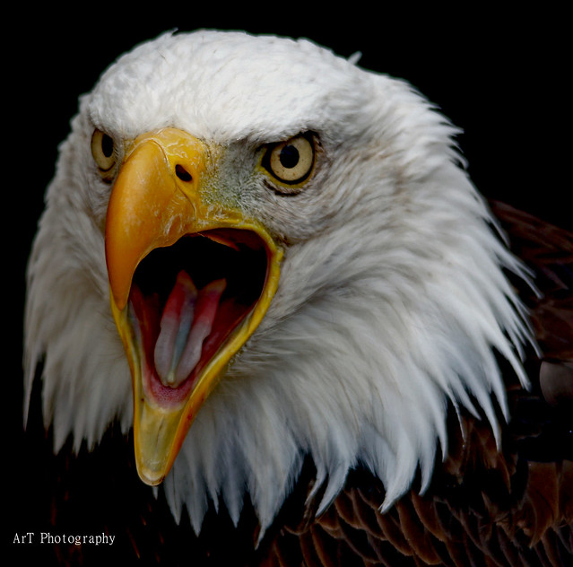 American Bald Eagle Banham Zoo