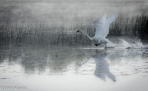 Early take off | by Erick Muñoz1