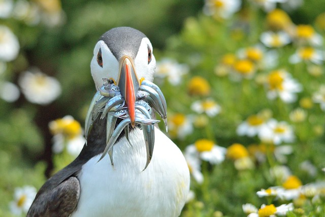 puffin with lunch!