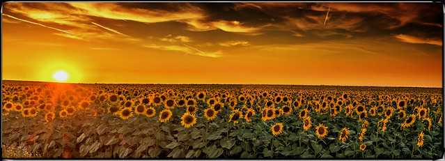 A Sea of Sunflower