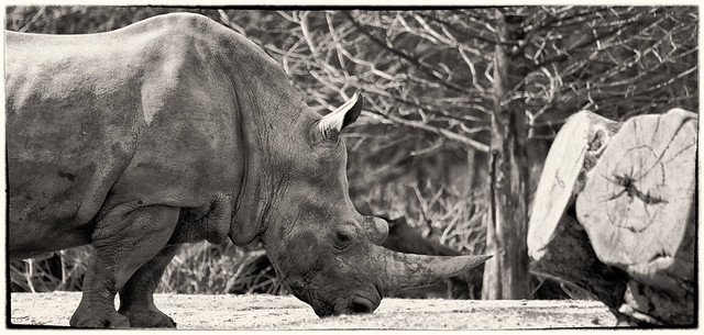 Rhinocerous #13