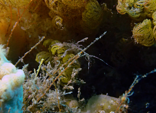 Skeleton Shrimp - Caprellid sp. | Halifax Park Nelson Bay di… | Flickr