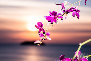 Orchid & Sunset
