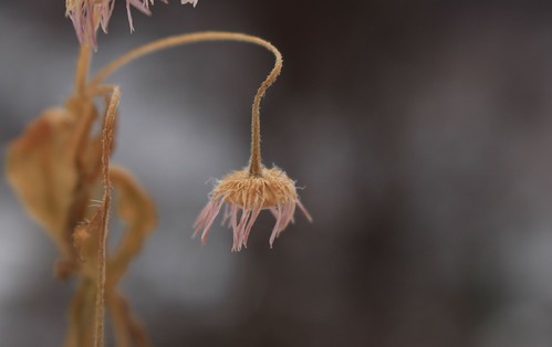 fleur en hiver | by bulbocode909
