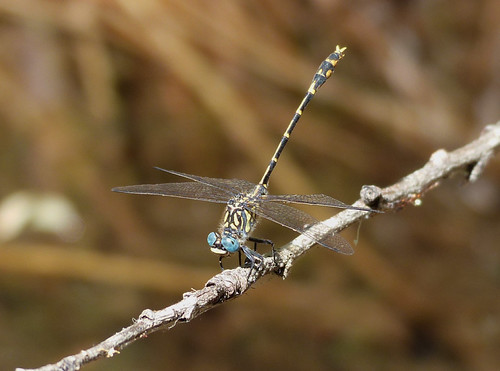 Western Inland Hunter - Austrogomphus collaris - Araluen Botanic Park | by spiderorchid