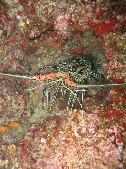 Tofo - Lobster