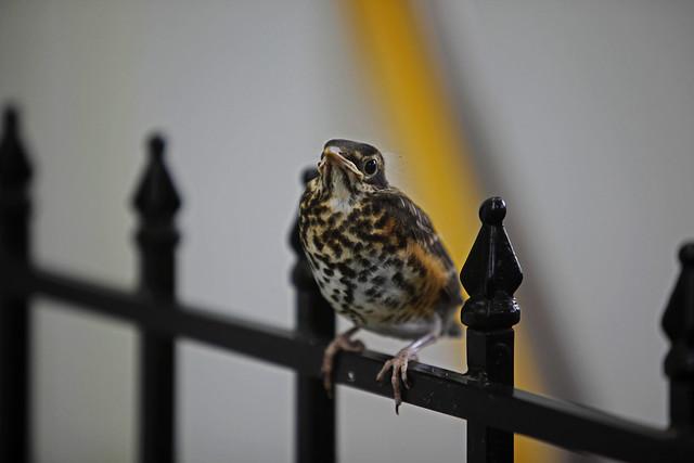 Baby Robin on fence