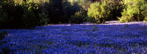 film mediumformat geotagged texas bluebonnet bronica hillcountry wildflower filmscan texashillcountry llanocounty bronicas2a geo:lat=3070594 geo:lon=9889398 lupinustexsensis