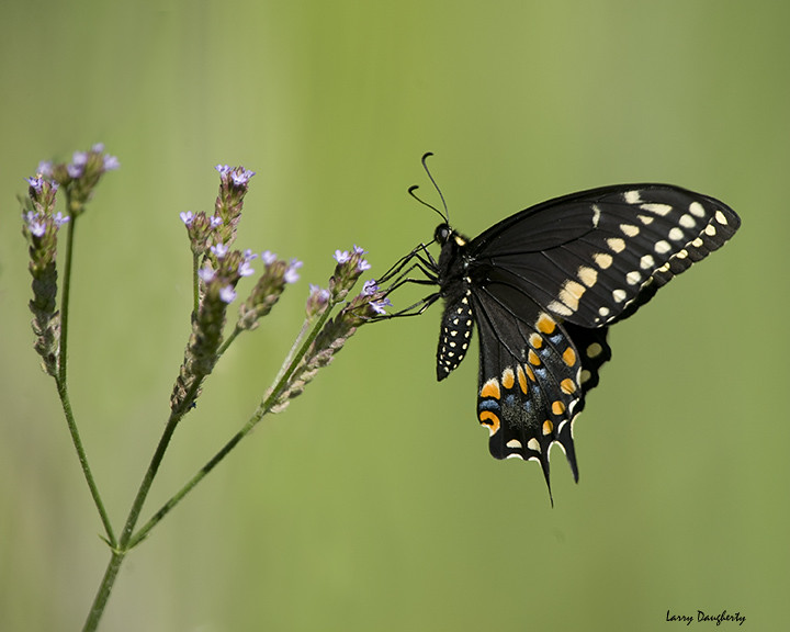 Black Swallowtail on wild flower by Larry Daugherty (slow for awhile)