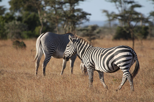 Zebra. Compare Patterns Zebra compare and contrast | Note the stripes, especially | Flickr