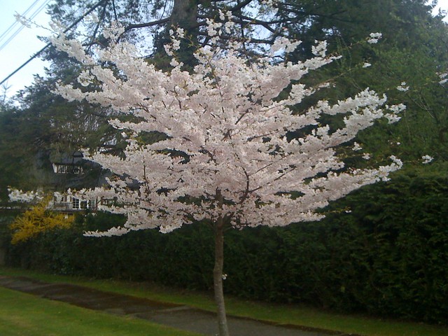 Shaughnessy blossoms