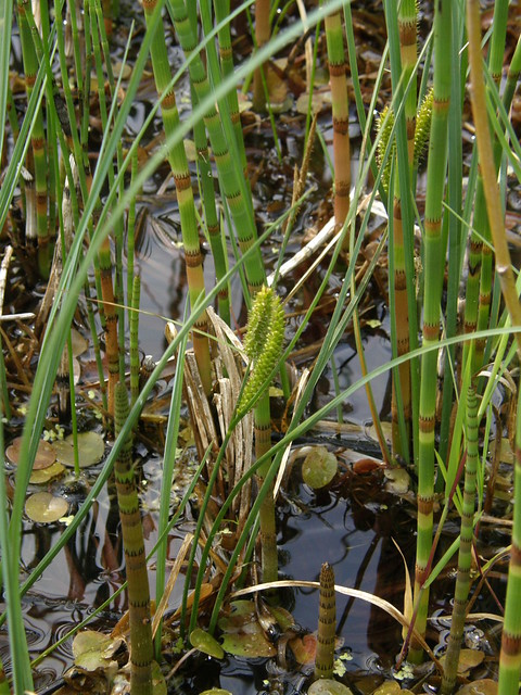 Carex rostrata (Bottle Sedge / Snavelzegge) 0260 & Equisetum fluviatile (Water Horsetail / Holpijp) 0463