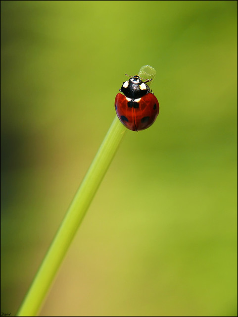 My Ladybird