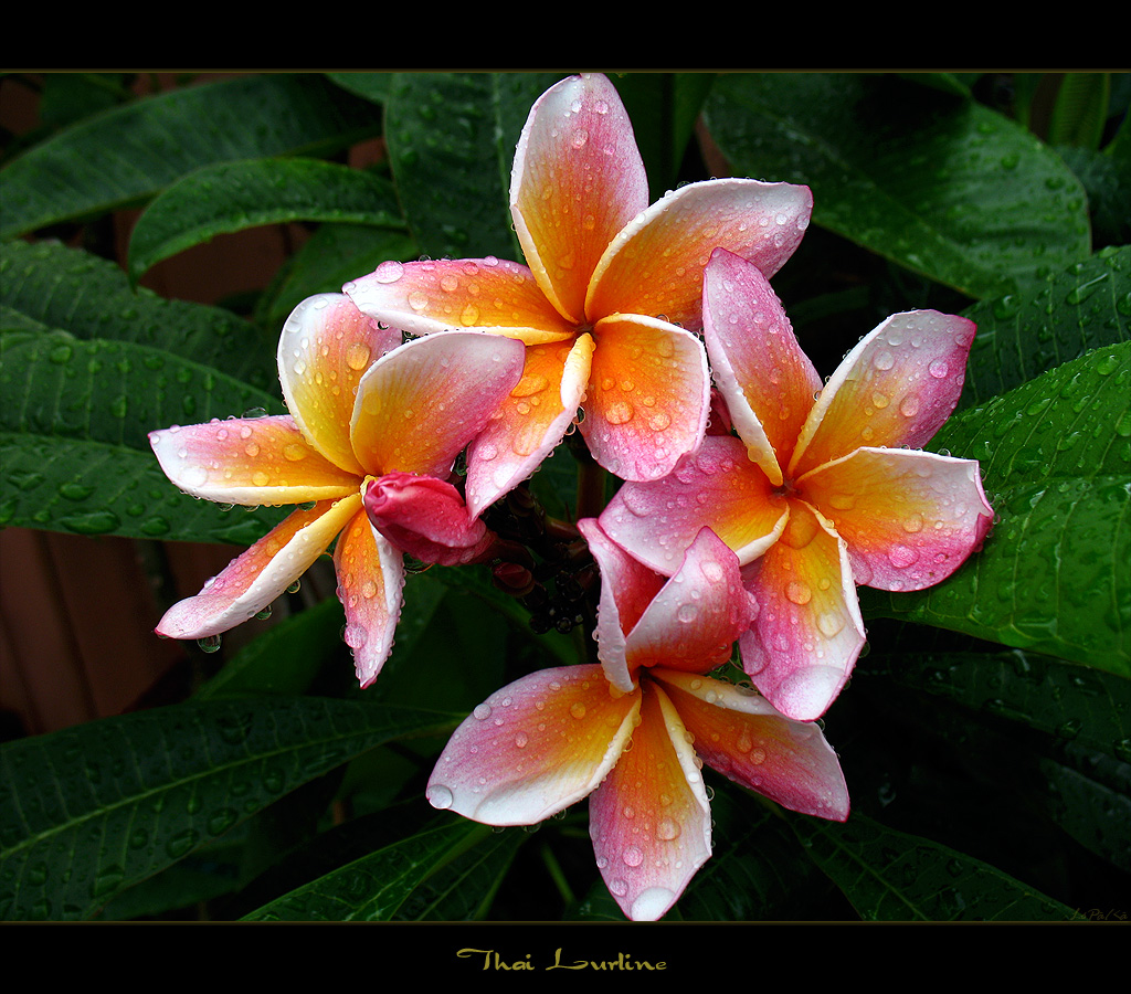 Rare Flowers - The Plumeria Lurline Thai - a photo on Flickriver