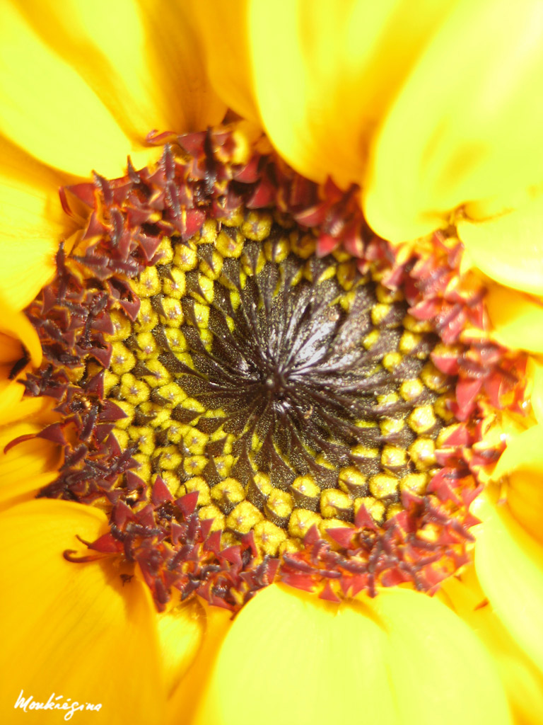 Coeur de tournesol - Sunflower's Heart by monteregina