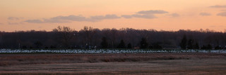 Snow Geese Pano_Merge_Levels