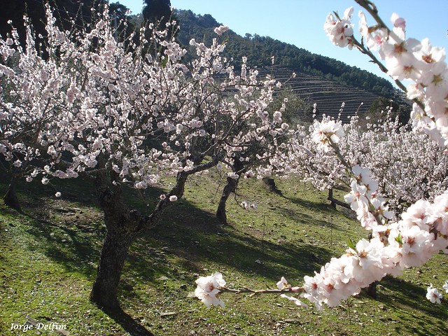 Amendoeiras em flor 1