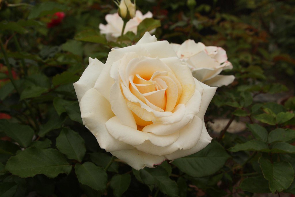 Hanneman Roses 2009_06_18_IMG_013188 | Hillman's Roses, Encinitas | Flickr