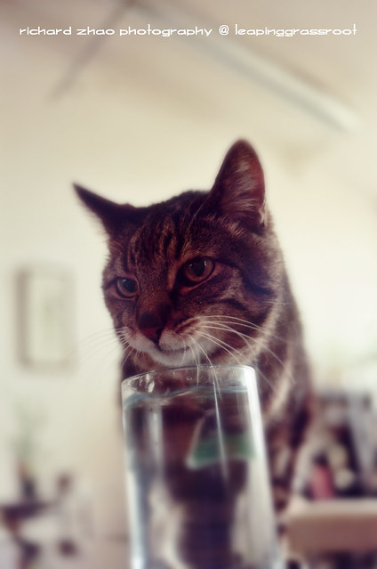 Tigre and his glass