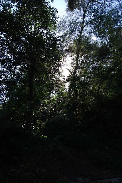 Light Forest 2
