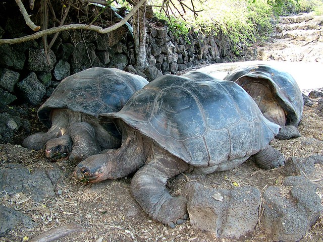 Giant Tortoises Galapagos Islands 2
