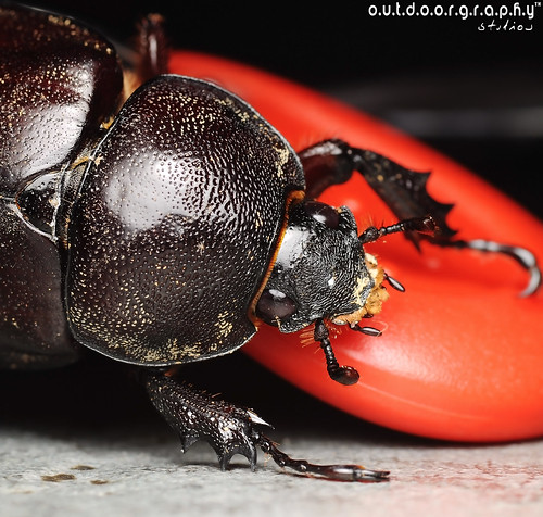 Outdoorgraphy™ : Bugs by Sir Mart Outdoorgraphy™