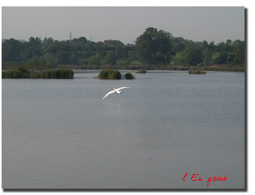 Cigno Reale | by l' Eu_genio
