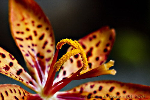 Flor - leopardo (blackberry lilly ) by Carmem