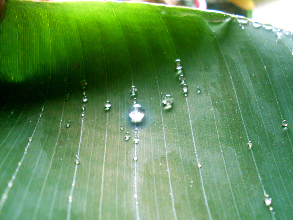 Banana Drops
