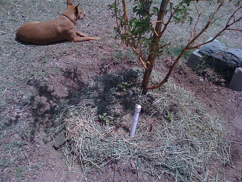 Bermuda Grass Cleanup | by Mikey Sklar & Wendy Tremayne